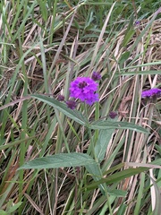 Verbena rigida