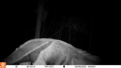 Myrmecophaga tridactyla