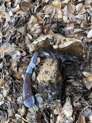 Caloboletus marshii