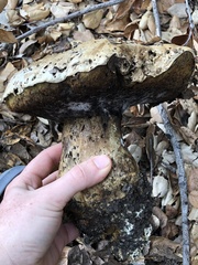 Caloboletus marshii