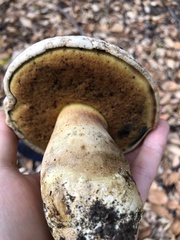 Caloboletus marshii
