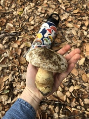 Caloboletus marshii
