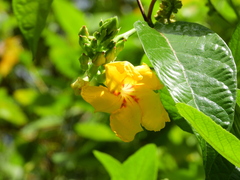 Mandevilla rugellosa