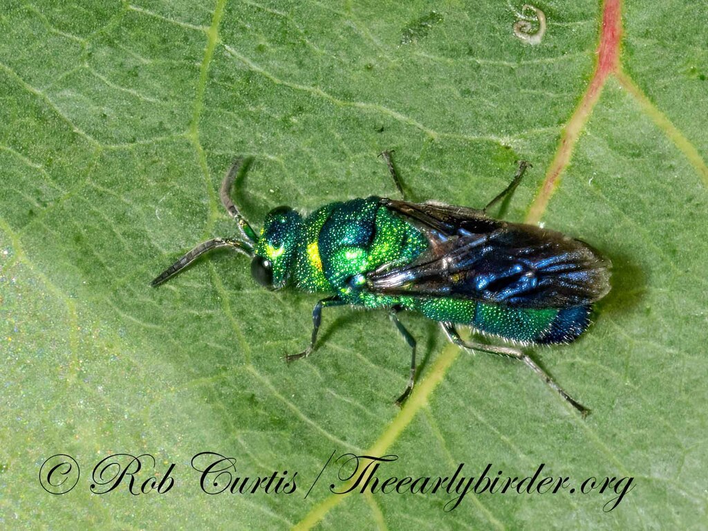 Metallic Bluish-green Cuckoo Wasp from Uptown, Chicago, IL, USA on ...