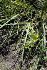 Aeschynomene brevifolia