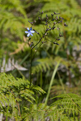 Aristea compressa