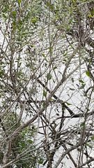 Baccharis halimifolia