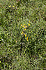 Aspalathus chortophila