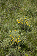 Aspalathus chortophila