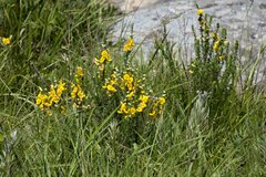 Aspalathus chortophila