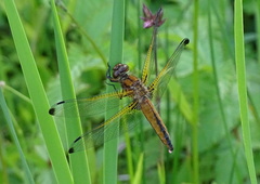 Libellula fulva