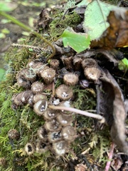 Cyathus striatus
