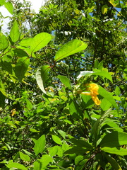 Mandevilla rugellosa
