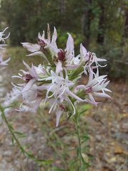 Liatris elegans