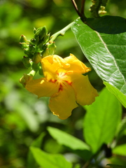Mandevilla rugellosa