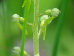 Neottia ovata