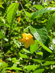 Mandevilla rugellosa