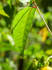 Mandevilla rugellosa