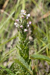 Brachycorythis pubescens
