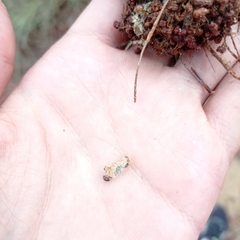Thaumetopoea pityocampa
