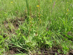 Neottia ovata