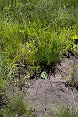 Bulbine asphodeloides