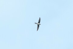 Hemiprocne longipennis