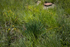 Bulbine asphodeloides