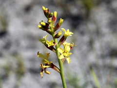 Tritoniopsis bicolor