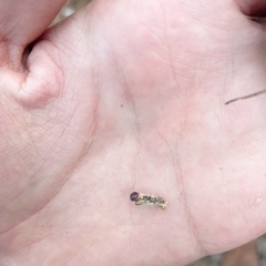 Thaumetopoea pityocampa