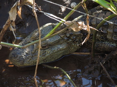 Caiman latirostris