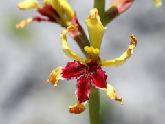 Tritoniopsis bicolor