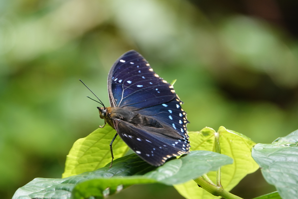 Lesser Blue Charaxes
