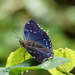 Lesser Blue Charaxes - Photo (c) Paul Prior, some rights reserved (CC BY), uploaded by Paul Prior