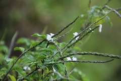Stachytarpheta