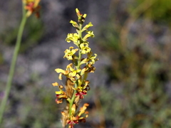 Tritoniopsis bicolor