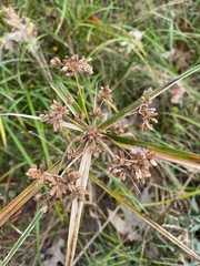 Cyperus virens