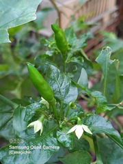 Capsicum frutescens