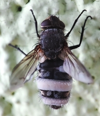 Entomophthora