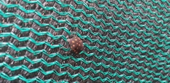 Pachycoris torridus
