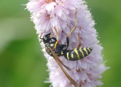 Polistes nimpha
