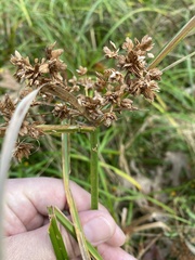 Cyperus virens