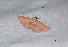 Arasada pyraliformis