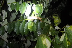 Calotes versicolor