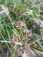 Cyperus virens