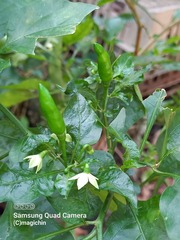 Capsicum frutescens