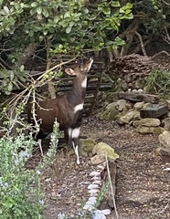 Tragelaphus sylvaticus sylvaticus