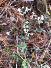 Eupatorium pilosum
