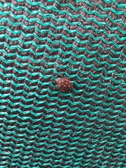 Pachycoris torridus