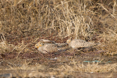 Syrrhaptes paradoxus